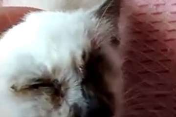 Rescatada de la basura una gatita de menos de un mes a la que habían sacado los ojos en Telde